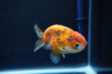 Ranchu  Calico 3 Inch (ID#1004R5c-89) Free2Day SHIPPING