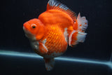 Giant Ryukin  Red White 6 Inch (ID#1231Ry7a-104)