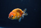 Ranchu  Calico 3 Inch (ID#1004R5c-89) Free2Day SHIPPING