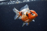 Yuan Bao Oranda  Calico 3.5 Inch (ID#1220Yb10b-61) Free2Day SHIPPING