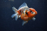 Yuan Bao Oranda  Calico 3.5 Inch (ID#1220Yb10b-61) Free2Day SHIPPING