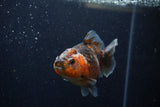 Yuan Bao Oranda  Calico 4 Inch (ID#1220Yb10b-62) Free2Day SHIPPING