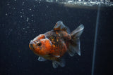 Yuan Bao Oranda  Calico 4 Inch (ID#1220Yb10b-62) Free2Day SHIPPING