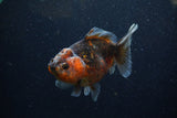 Yuan Bao Oranda  Calico 4 Inch (ID#1220Yb10b-62) Free2Day SHIPPING