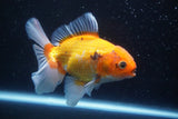 Thai Oranda  Tricolor 5 Inch (ID#920R12c-100) Free2Day SHIPPING