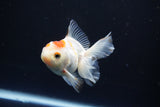 Juvenile Thai Oranda  Red White 3.5 Inch (ID#1008To13b-87) Free2Day SHIPPING