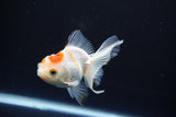 Juvenile Thai Oranda  Red White 3.5 Inch (ID#1008To13b-87) Free2Day SHIPPING