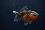 Yuan Bao Oranda  Calico 4 Inch (ID#1220Yb10b-62) Free2Day SHIPPING