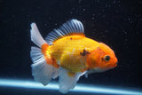 Thai Oranda  Tricolor 5 Inch (ID#920R12c-100) Free2Day SHIPPING