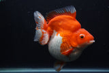 Giant Ryukin  Red White 6 Inch (ID#1231Ry7a-104)