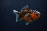 Yuan Bao Oranda  Calico 4 Inch (ID#1220Yb10b-62) Free2Day SHIPPING