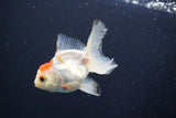 Juvenile Thai Oranda  Red White 3.5 Inch (ID#1008To13b-87) Free2Day SHIPPING