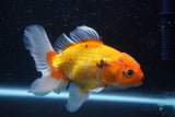 Thai Oranda  Tricolor 5 Inch (ID#920R12c-100) Free2Day SHIPPING