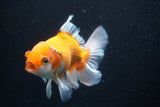 Thai Oranda  Tricolor 5 Inch (ID#920R12c-100) Free2Day SHIPPING