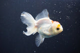 Juvenile Thai Oranda  Red White 3.5 Inch (ID#1008To13b-87) Free2Day SHIPPING