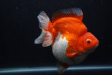 Giant Ryukin  Red White 6 Inch (ID#1231Ry7a-104)