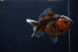 Yuan Bao Oranda  Calico 4 Inch (ID#1220Yb10b-62) Free2Day SHIPPING