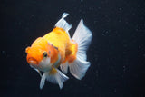 Thai Oranda  Tricolor 5 Inch (ID#920R12c-100) Free2Day SHIPPING