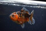 Yuan Bao Oranda  Calico 4 Inch (ID#1220Yb10b-62) Free2Day SHIPPING