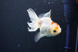 Juvenile Thai Oranda  Red White 3.5 Inch (ID#1008To13b-87) Free2Day SHIPPING