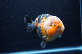 Jumbo Milk Cow Ranchu  Calico 4.5 Inch (ID#1206R9a-112)