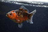 Yuan Bao Oranda  Calico 4 Inch (ID#1220Yb10b-62) Free2Day SHIPPING