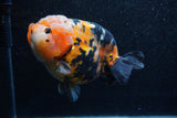 Jumbo Milk Cow Ranchu  Calico 4.5 Inch (ID#1206R9a-112)