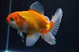 Thai Oranda  Tricolor 5 Inch (ID#920R12c-100) Free2Day SHIPPING