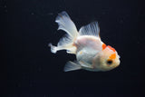 Juvenile Thai Oranda  Red White 3.5 Inch (ID#1008To13b-87) Free2Day SHIPPING