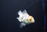 Juvenile Thai Oranda  Red White 3.5 Inch (ID#1008To13b-87) Free2Day SHIPPING