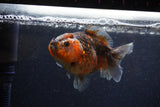 Yuan Bao Oranda  Calico 4 Inch (ID#1220Yb10b-62) Free2Day SHIPPING