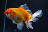 Thai Oranda  Tricolor 5 Inch (ID#920R12c-100) Free2Day SHIPPING