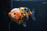 Jumbo Milk Cow Ranchu  Calico 4.5 Inch (ID#1206R9a-112)