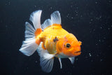 Thai Oranda  Tricolor 5 Inch (ID#920R12c-100) Free2Day SHIPPING