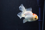 Juvenile Thai Oranda  Red White 3.5 Inch (ID#1008To13b-87) Free2Day SHIPPING