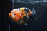 Jumbo Milk Cow Ranchu  Calico 4.5 Inch (ID#1206R9a-112)