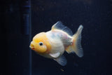 Yuan Bao Oranda Lemon Head Calico 4 Inch (ID#1220Yb10b-63) Free2Day SHIPPING