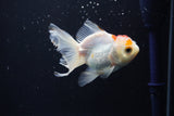 Juvenile Thai Oranda  Red White 3.5 Inch (ID#1008To13b-87) Free2Day SHIPPING