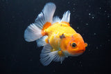 Thai Oranda  Tricolor 5 Inch (ID#920R12c-100) Free2Day SHIPPING