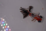 Butterfly  Calico 3.5 Inch (ID#1231B8b-35) Free2Day SHIPPING