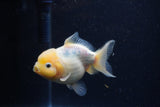 Yuan Bao Oranda Lemon Head Calico 4 Inch (ID#1220Yb10b-63) Free2Day SHIPPING