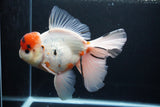 Giant Thai Oranda  Calico 7.5 Inch (ID#1227T13a-108)