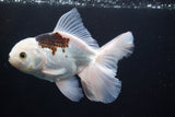 Thai Oranda  Panda 5 Inch (ID#920R12c-101) Free2Day SHIPPING