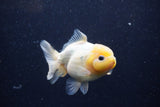 Yuan Bao Oranda Lemon Head Calico 4 Inch (ID#1220Yb10b-63) Free2Day SHIPPING