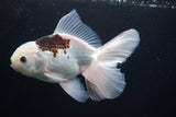 Thai Oranda  Panda 5 Inch (ID#920R12c-101) Free2Day SHIPPING