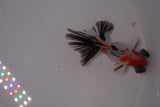 Butterfly  Calico 3.5 Inch (ID#1231B8b-35) Free2Day SHIPPING