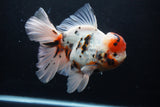 Giant Thai Oranda  Calico 7.5 Inch (ID#1227T13a-108)