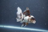 Juvenile Thai Oranda  Panda 4 Inch (ID#1011To13b-85) Free2Day SHIPPING