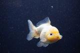 Yuan Bao Oranda Lemon Head Calico 4 Inch (ID#1220Yb10b-63) Free2Day SHIPPING