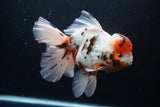 Giant Thai Oranda  Calico 7.5 Inch (ID#1227T13a-108)